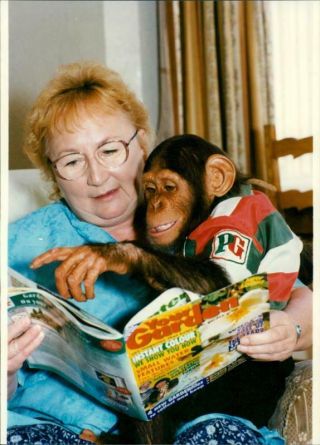 Vintage Photograph Of The Lovable Chimps Who Appear In The Pg Tips Tv Commercial