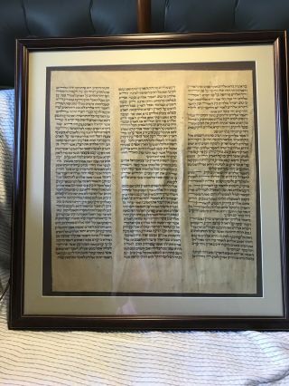 Prof Framed Torah Scroll Fragment.  Morocco 350 Yrs Old Creation Narrative Gen. 3