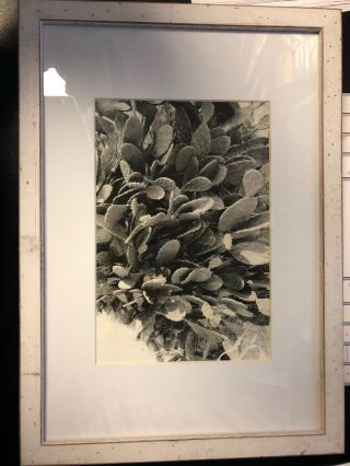 Paul Strand Black And White Cactus Photograph