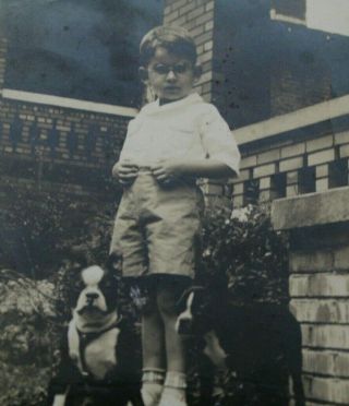 Antique Photo Boy With Glasses And Boston Terrier Dogs Black And White