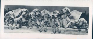 1948 Photo Irish Setter Dogs Animals Gordon Campbell Owner Upper Darby Pa Cute