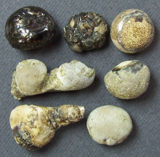 7 Interesting,  Unique Llama Bezoar Stones 13.  4 Gm Authentic Andean Pearls C558