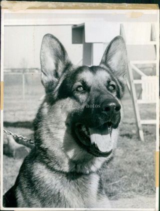 1970 German Shepherd Chicago Il Animal Police Canine Training Center Photo 8x10