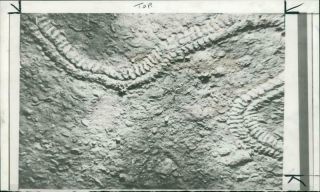 Photograph Of Sea Monster