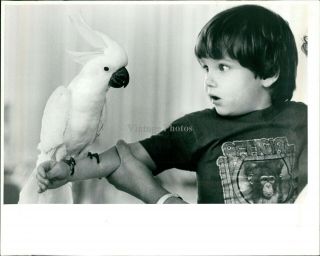1995 Press Photo Bird Boy Holding Flying Creature Parrot White Arm Child 8x10