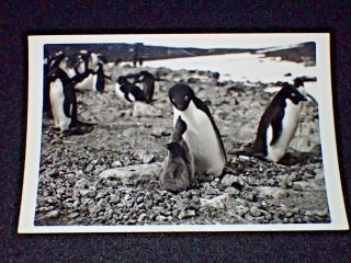 Photograph Antarctica 5x7 Usn Adelie Penguin & 2 Baby Chicks Cp Crozier