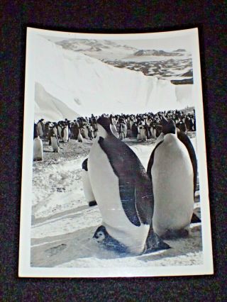 Photograph Antarctica 5x7 Usn Emperor Penguin Rookery Cape Crozier 1965