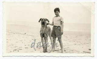 Boy On The Beach With A Big Great Dane Dog Old Photo