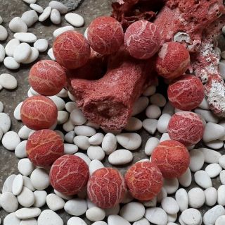18 Mm Natural Red Coral Bracelet 13 Beads Cm01