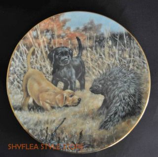 Lab Puppies Yellow Black Porcupine Too Close For Comfort Puppy Collector Plate