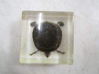 3 " Paperweight With Real Turtle Suspended In Clear Lucite Or Resin Educational