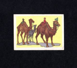 Walt Disney Dumbo 43 Biscuits Chocolat De Beukelaer Camels Premium Trade Card