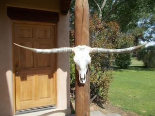 Longhorn Steer Skull 5 Feet 2 Inch Wide Horns Western Cow Bull Head