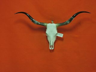 Steer Skull Mounted Horns Cow Bull Longhorns 4 Ft 4 In Skull 1907 Taxidermy