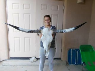 Steer Skull 4 Feet 3 Inch Wide Longhorn Horns Mounted Bull Cow Head