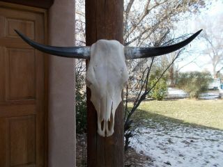 Longhorn Steer Skull 27 " Inch Wide Polished Horn Bull Mounted Cow Head