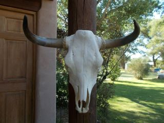 Steer Skull 24 " Inch Wide Polished Bull Horn Longhorn Cow Steer Head