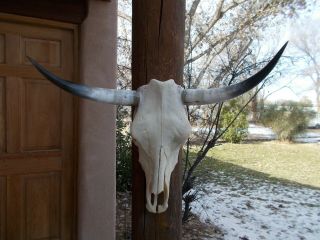 Longhorn Steer Skull 29 " Inch Wide Polished Horn Bull Mounted Cow Head