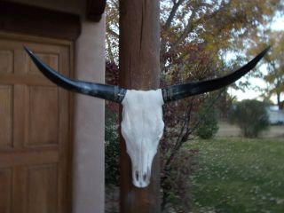 Steer Skull 33 Inch Wide Brahma Horns Mounted Bull Cow Head