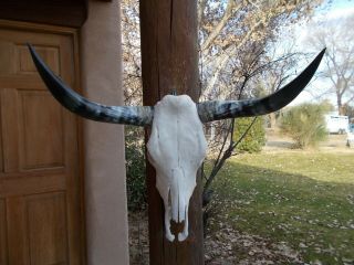 Longhorn Steer Skull 28 1/2 " Inch Wide Polished Horn Bull Mounted Cow Head