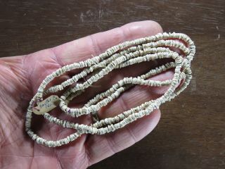 Outstanding 39 Inch Mississippian Shell Bead Necklace,  Smyth Co.  Va.  X Beutell