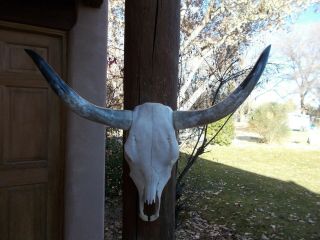 Longhorn Steer Skull 30 " Inch Wide Polished Horn Bull Mounted Cow Head