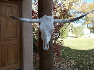 A Longhorn Steer Skull 3 Feet 3 " Inch Wide Polished Horn Bull Mounted Cow Head