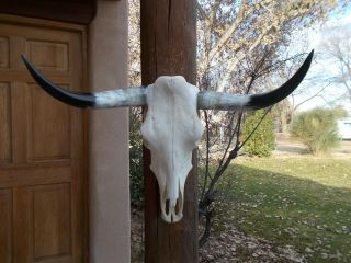 A Longhorn Steer Skull 28 1/2 " Inch Wide Polished Horn Bull Mounted Cow Head