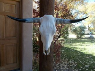 Longhorn Steer Skull 34.  5 Inch Wide Polished Horn Bull Mounted Cow Head Bovine