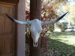 Longhorn Steer Skull 34 " Inch Wide Polished Horn Bull Mounted Cow Head Bovine