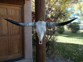 Longhorn Steer Skull 3 Feet 8.  5 " Inch Polished Horn Bull Mounted Cow Head