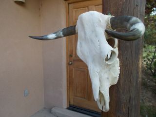 Cow Skull 23 " Inch Wide Polished Bull Horn Longhorn Steer Head