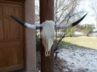 Longhorn Steer Skull 33 1/2 " Inch Wide Polished Horn Bull Mounted Cow Head