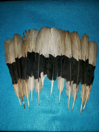 12 Hornbill Tail Feathers,  Regalia,  Powwow,  Nac,  Peyote,  Fly Fishing,  2nds