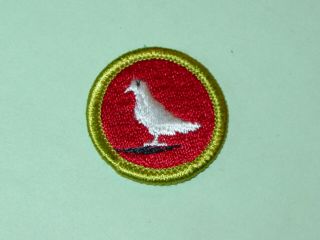 Vintage Bsa Merit Badge Pigeon Raising Type H Nos Boy Scout Patch