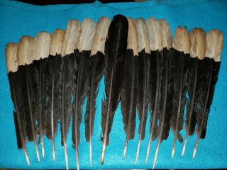 Cosque Hornbill Tail Feathers,  Regalia,  Powwow,  Nac,  Peyote,  Fly Fishing,  2nds