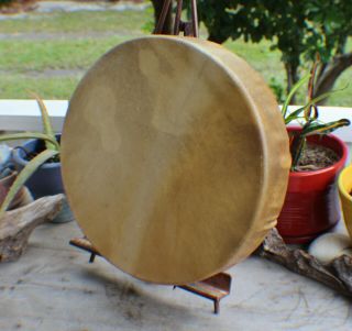 14 " Native American Elk Hide Hand Drum Cherokee Made William Lattie Cert Auth