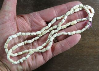 31 In.  Mississippian Necklace,  Marine Shell Beads East Tn Area X Beutell