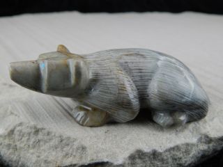 Badger Zuni Fetish Carving - Nelson Yatsattie 2