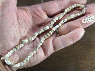14 In.  Mississippian Necklace Marine Shell Beads Washington Co Va Xbeutell