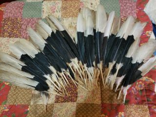 50 Horn Bill Wing Feathers,  Regalia,  Powwow,  Nac,  Peyote,  Fly Fishing,  2nds