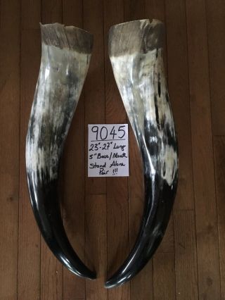 23” - 27” Each.  Bull Horns Cow Horns STEER LONGHORN horns TAXIDERMY Pairs Polished 3
