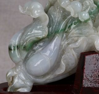 Cert ' d Untreated Green Nature jadeite Jade Sculpture statue cabbage 白菜 r042052 3
