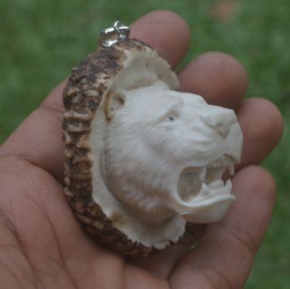 Tiger Head Carving 56x46mm Pendant P4463 W/ Silver In Antler Burr Carved