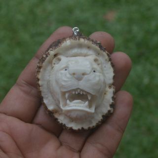 Tiger Head Carving 56x46mm Pendant P4463 w/ Silver in Antler Burr Carved 2
