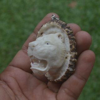 Tiger Head Carving 56x46mm Pendant P4463 w/ Silver in Antler Burr Carved 3