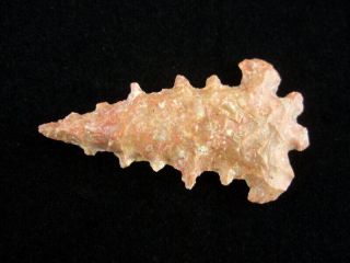 Grade 10 Authentic Illinois Agate Fox Valley Point With Arrowheads 2