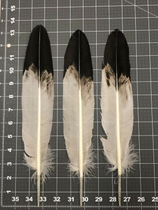3 Imitation Eagle Feathers,  Powwow Regalia,  Dyed,  Turkey,  Smudge