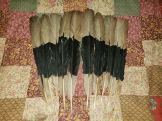10 Hornbill Tail Feathers,  Regalia,  Powwow,  Nac,  Peyote,  Fly Fishing,  2nds